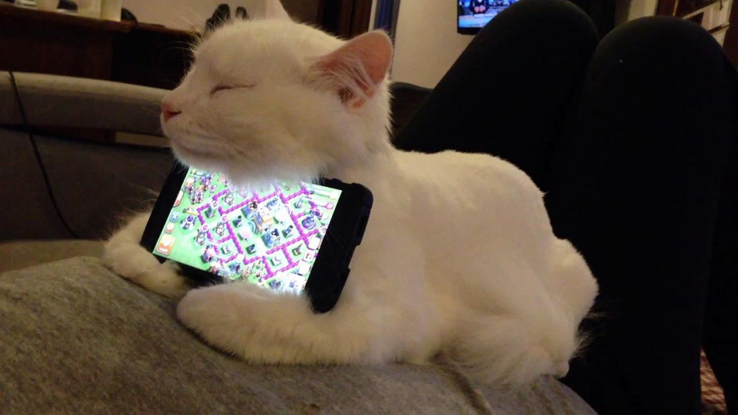 chat smartphone