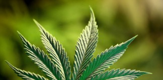 cannabis-feuille_windows