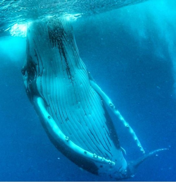 baleine-nora