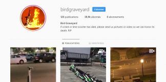 Le compte Instagram birdgraveyard