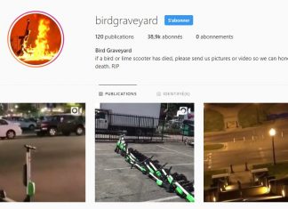 Le compte Instagram birdgraveyard