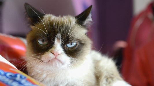 Grumpy Cat, la célèbre chatte du web est morte !